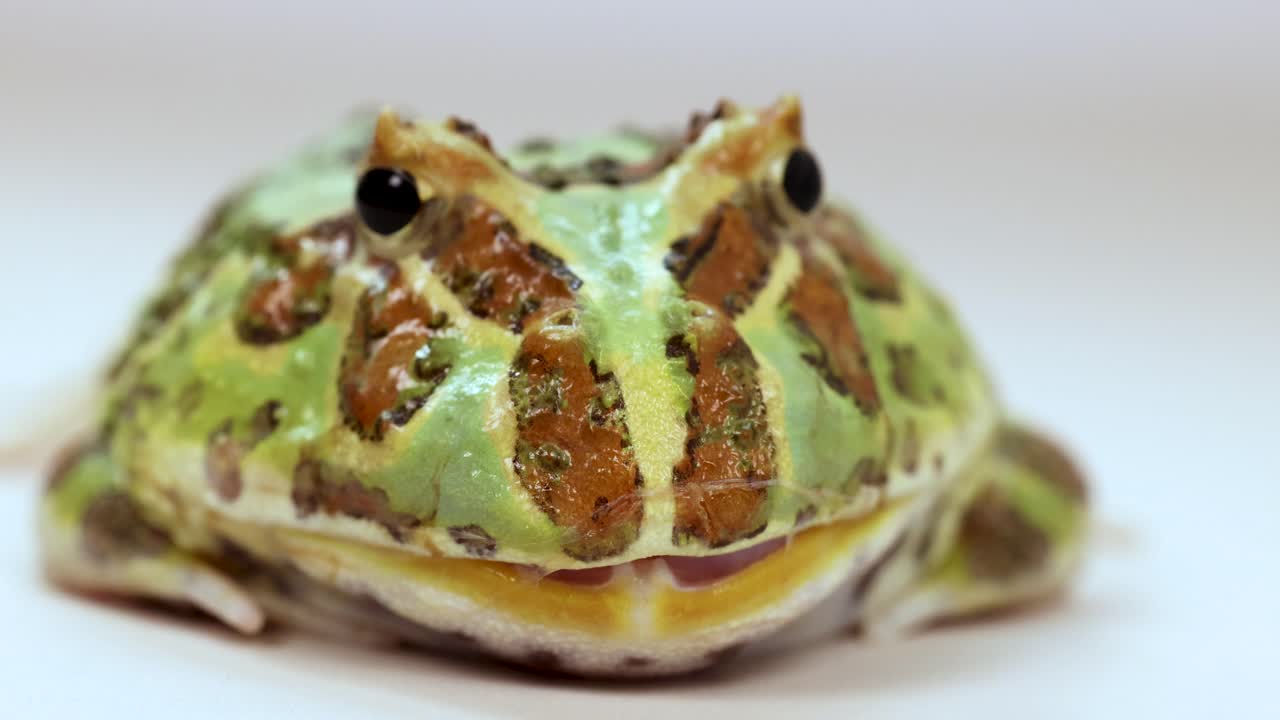 A green horned frog remains still under bright studio lighting, showcasing its vibrant colors and textures
