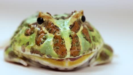 a green horned frog remains still under bright studio lighting, showcasing its vibrant colors and textures