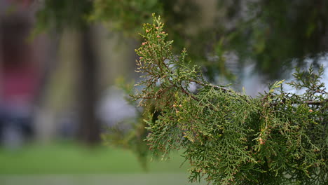 Kiefernwälder-Makro-Detailhintergrund