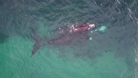 Drone-aerial-shot-of-Southern-Right-Whale-and-baby-calf-on-Pacific-Ocean-Reef-Central-Coast-Marine-Tourism-NSW-Australia-4K