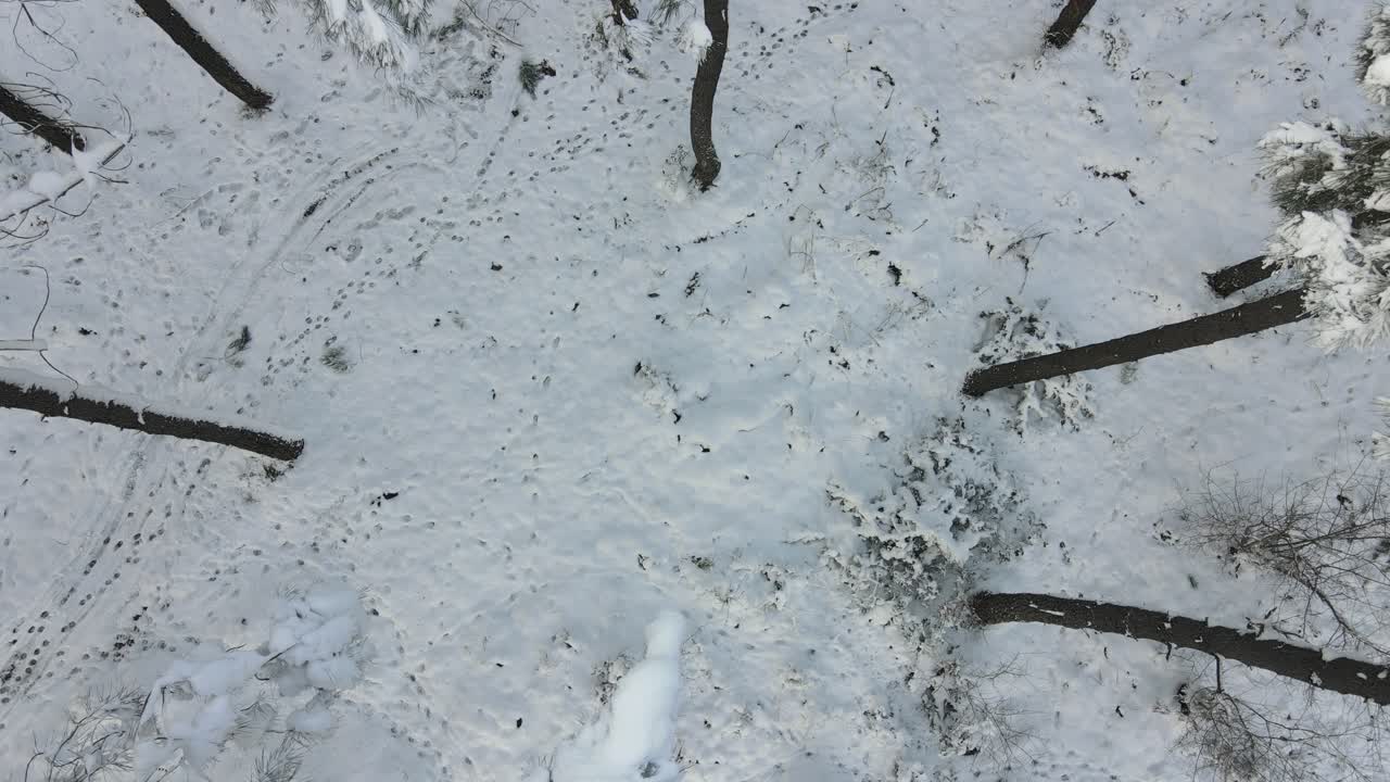 bosque congelado invierno nieve aéreo drone