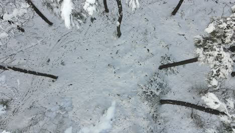 bosque congelado invierno nieve aéreo drone