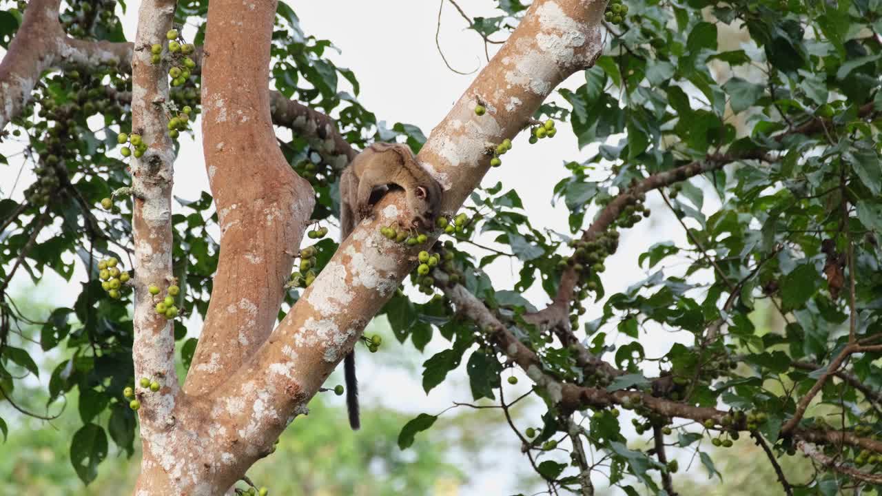 civeta de palma de dientes pequeños arctogalidia trivirgata de pie sobre un tronco inclinado que busca una fruta mientras come al mismo tiempo mirando hacia la cámara parque nacional khao yai, tailandia