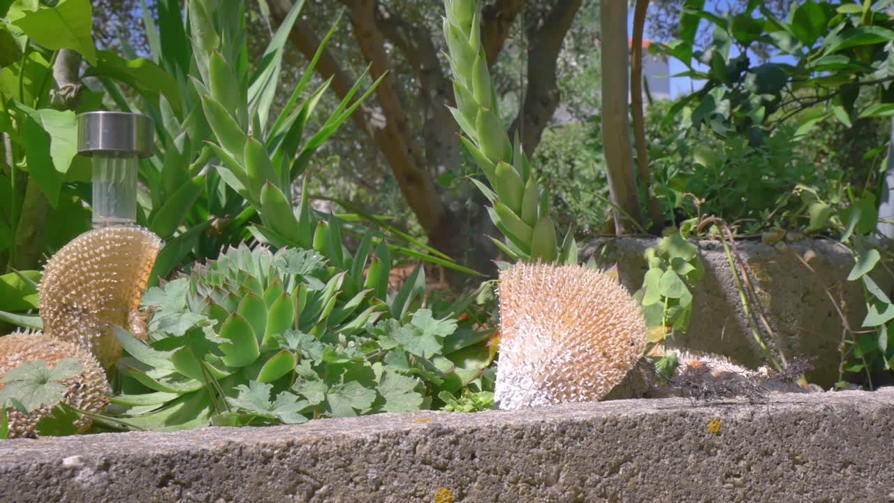 녹색 일반 하우스리크와 조개 장식 사이의 태양광 패널 정원 조명