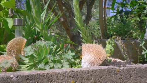 Photovoltaic-panel-garden-light-between-green-common-houseleek-and-seashells-decoration