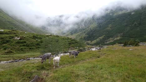 wide angle establishing shot of three cows peacefully grazing together