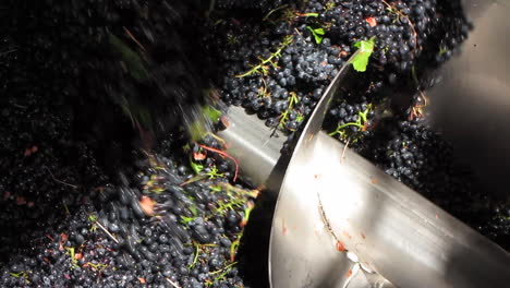tolva de uva de vino que recibe la entrega de uvas