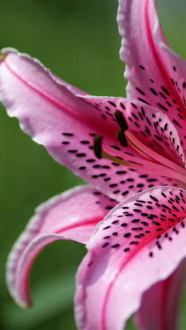 close-up of a pink lily