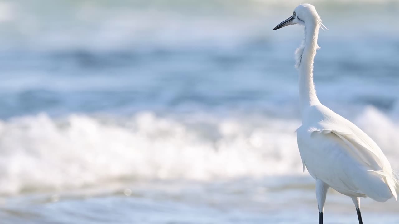 A serene egret stands by the ocean, with gentle waves in the background, capturing a moment of tranquility.