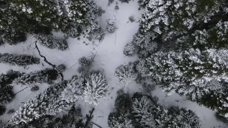 Aufstieg-Schneebedeckter-Wald