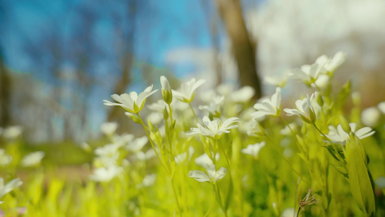 A close-up shot of vibrant white flowers, with a vivid blue sky in the background, highlighting nature's serene beauty
