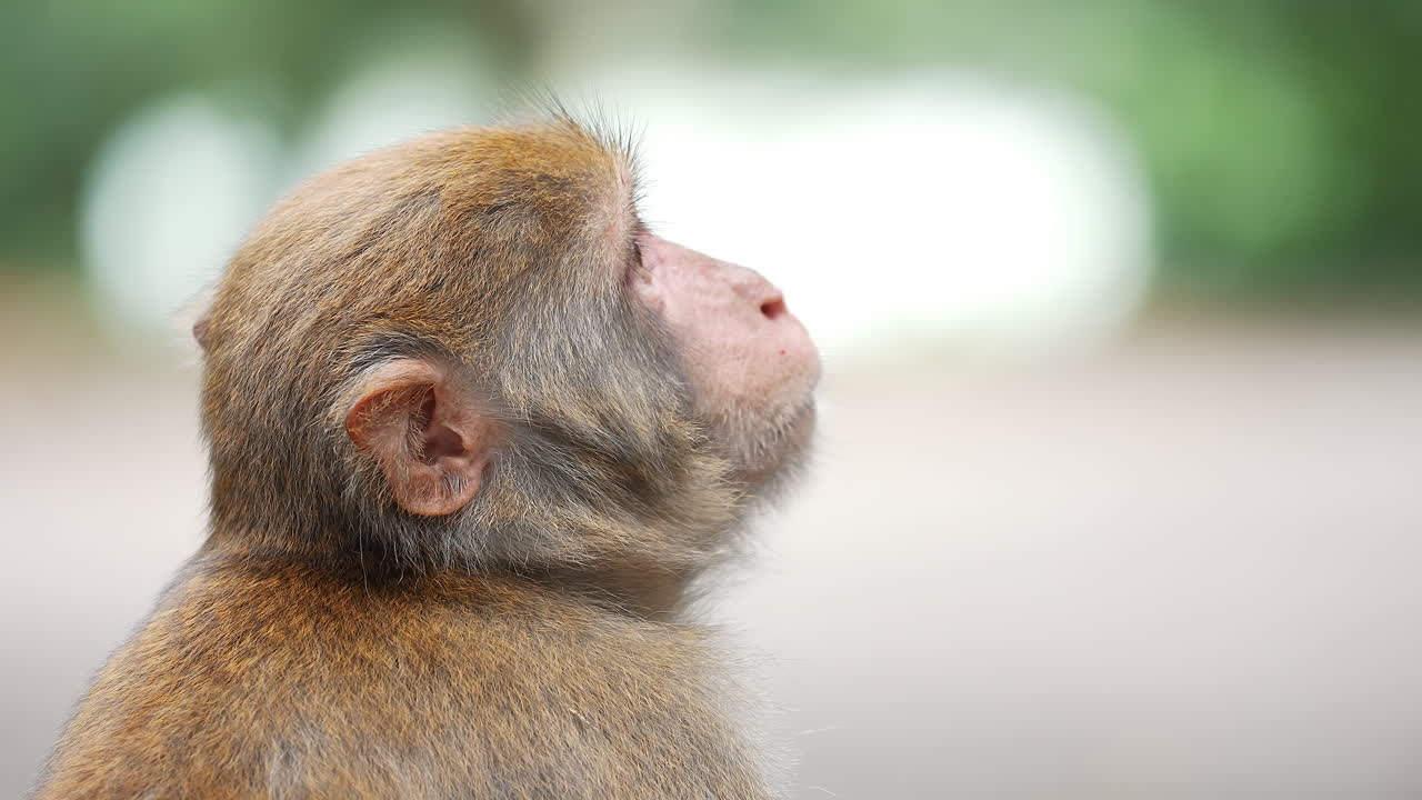 A curious monkey looking to the side with a blurry background