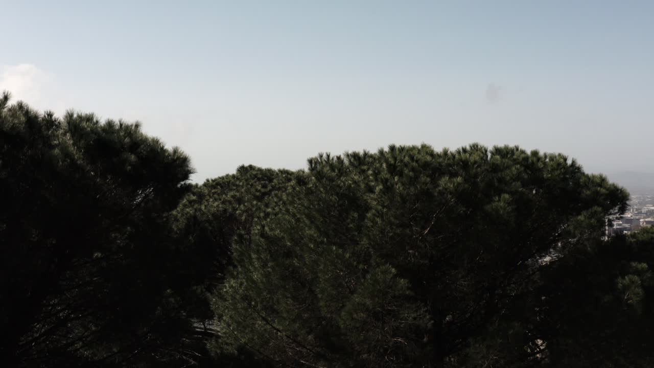 Drone Shot Revealing Cape Town from Behind Forest of Trees