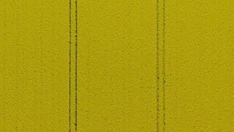 symmetic tracks in a yellow blooming rapeseed field flying slowly down and stopping some meters over the plants to show its details - drone shot in 4k