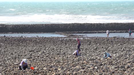 local people out digging and harvesting for fresh and delicious seafood clams in the stoney tidal zone with breakwater under hot sunny day at taiwan, asia