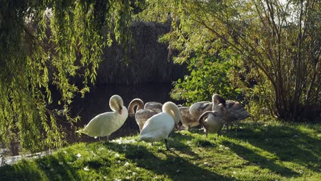 group of swans relaxing in sunlight on shore of lake in the morning