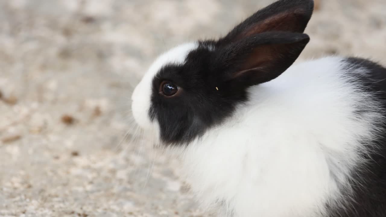 토끼는 주변을 스캔하기 위해 머리를 돌립니다.