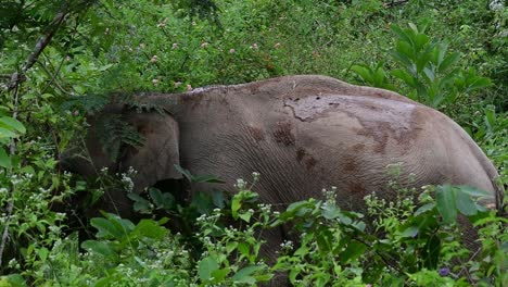 los elefantes asiáticos son especies en peligro de extinción y también son residentes de tailandia