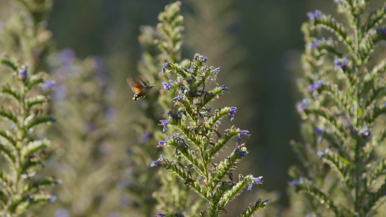 Telephoto view of Hummingbird Hawk-Moth getting nectar from Viper's Bugloss