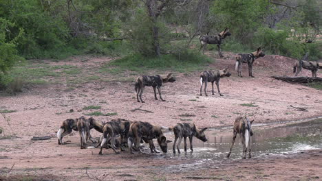 wide shot of a pack of african wild dogs at a waterhole in africa