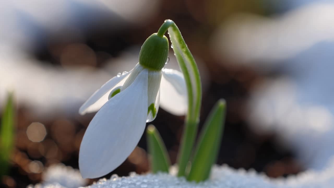 Close-up of a snowdrop flower in soft focus, capturing delicate details and morning dew