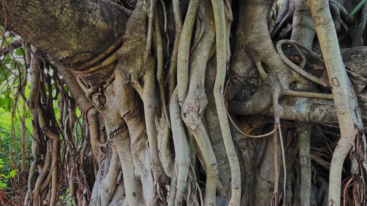 Circling camera move around the thick aerial roots of Ficus benghalensis, revealing twisting woody forms, rough bark textures, and dense overlapping root structures wrapped around the massive trunk