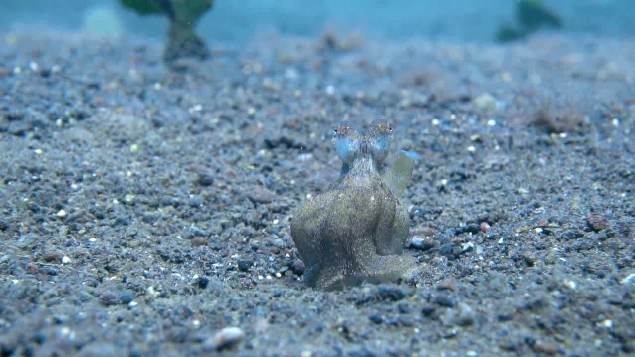 수중 모래 해변에서 위장한 아기 문어