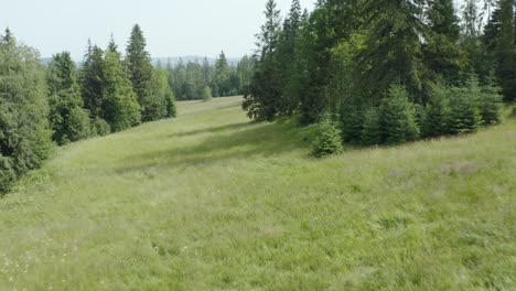 fly over green meadows and conifer trees in the mountains