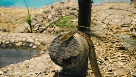 Junge-Pythonschlange,-Die-Auf-Baumstamm-Im-Zoopark-In-Indien-Sitzt-I-Junge-Indische-Artenpython,-Die-Auf-Baumstamm-Im-Zoopark-Sitzt