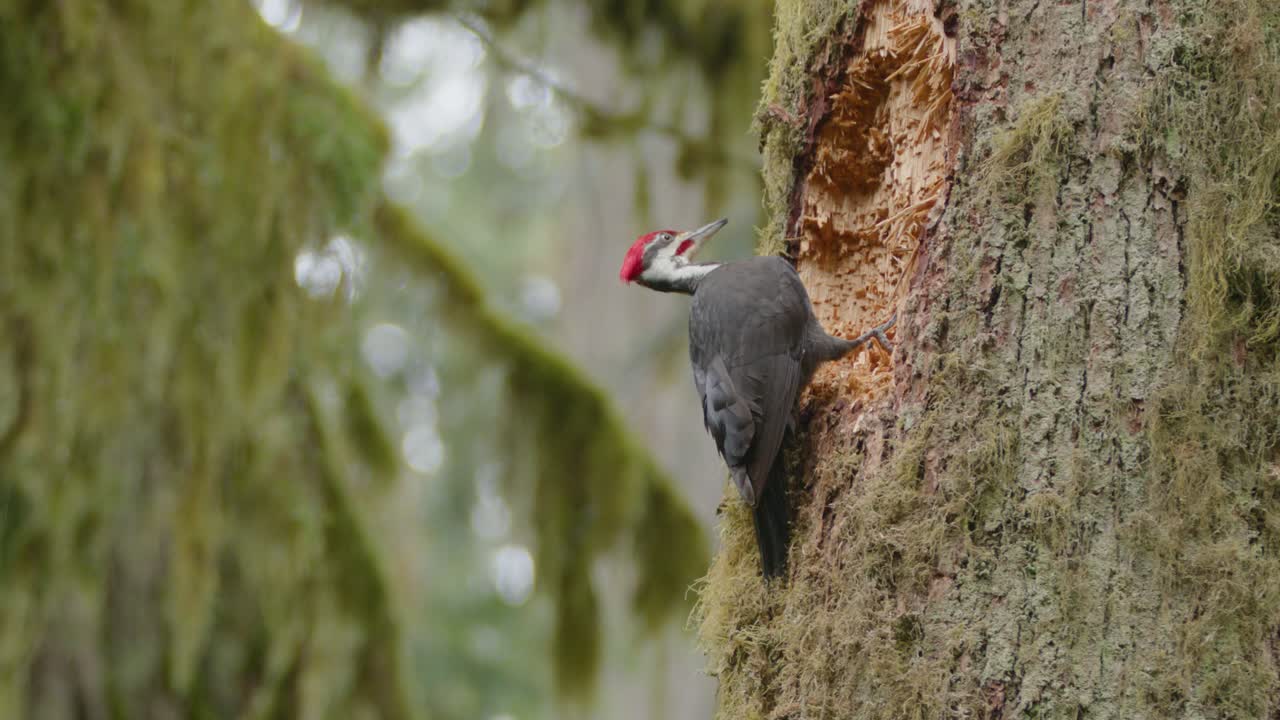 pájaro carpintero, dryocopus pileatus, haciendo agujeros en el árbol, de cerca
