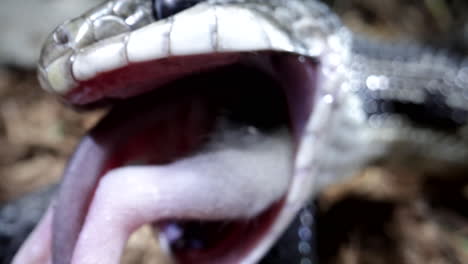 black rat snake with mouse in mouth