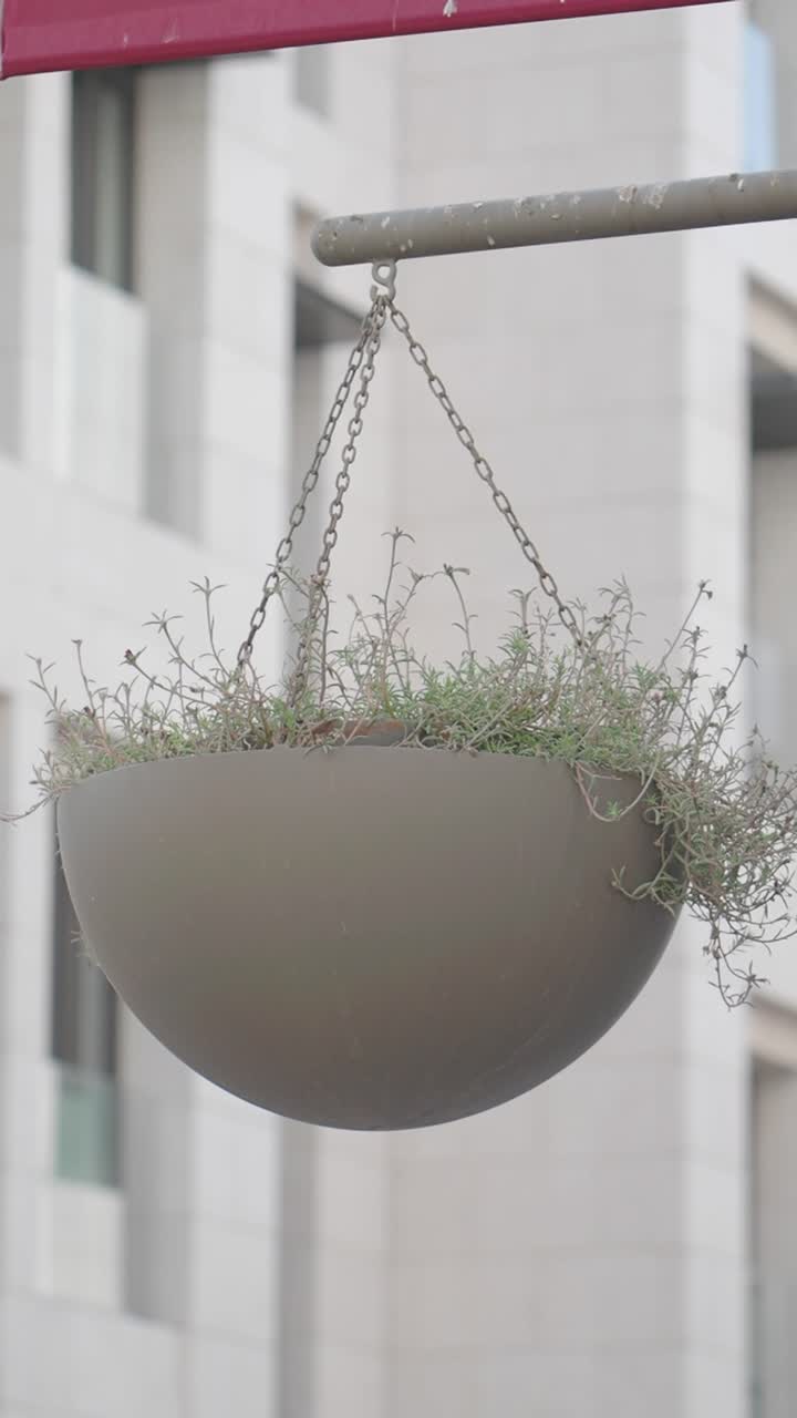 Hængende plantekasse med grønne planter foran en moderne bygning