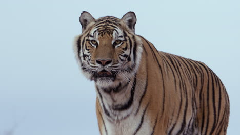 tiger looking directly towards camera turns head away