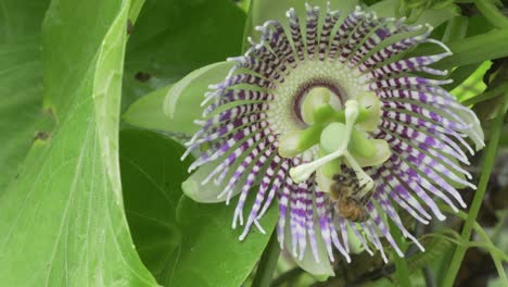 Close-up-buzzing-been-lands-on-exotic-colorful-passion-fruit-blossom-to-gather-pollen