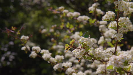 Grüner-Zipfelfalter,-Der-Sich-Am-Weißdornblütenbaum-Ernährt,-Nahaufnahme,-Dartmoor
