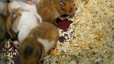 cute and fluffy hamsters