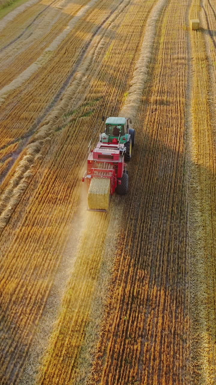 Tractor collects dry hay. Transportation of bales of hay with tractor
