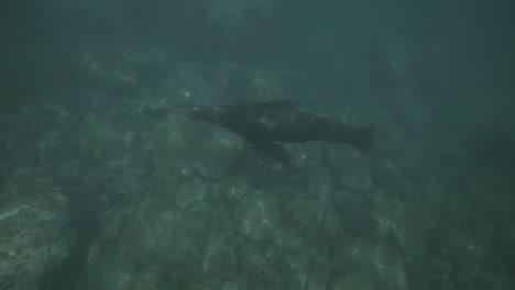 Close-underwater-view-of-sea-lion-marine-mammal-swimming-in-the-national-park-reserve-waters-of-cabo-pulmo-baja-california-mexico-during-snorkel