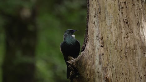 Pájaro-Tui-Nativo-De-Nueva-Zelanda