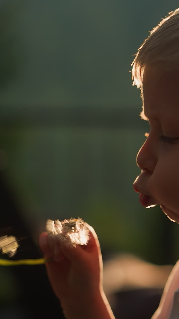 ребенок дует семена одуванчика в саду на закате. усердный маленький мальчик удаляет семена диких цветов с помощью воздушного потока на сельской местности. ребенок играет с луговым цветом