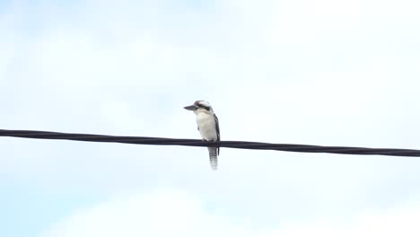 wild kookaburra perched on electrical wire