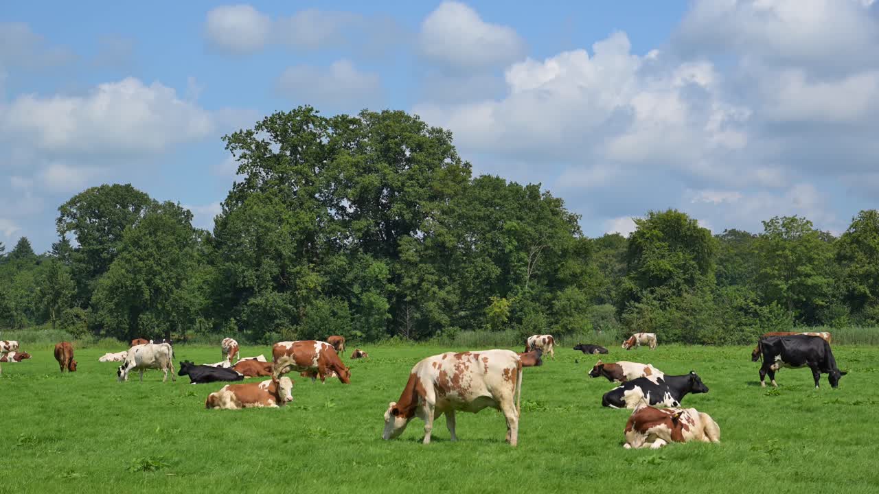 imágenes de ganado holandés pastando en un campo de hierba verde