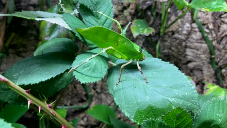 se puede ver un insecto que es difícil de reconocer