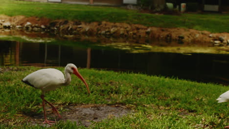 Der-Amerikanische-Weiße-Ibis,-Auch-Bekannt-Als-Eudocimus-Albus,-Ist-Eine-Vogelart-Aus-Der-Familie-Der-Ibis,-Threskiornithidae