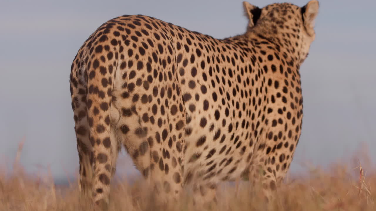 Close up shot of a cheetah's body consuming a carcass