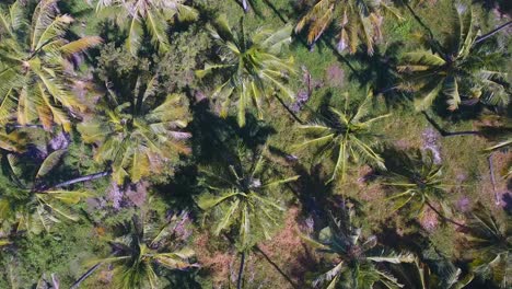 flying-over-coconut-plantation,-coconut-farm,-in-gili-trawangan,-bali,-indonesia,-Indonesian-coconuts