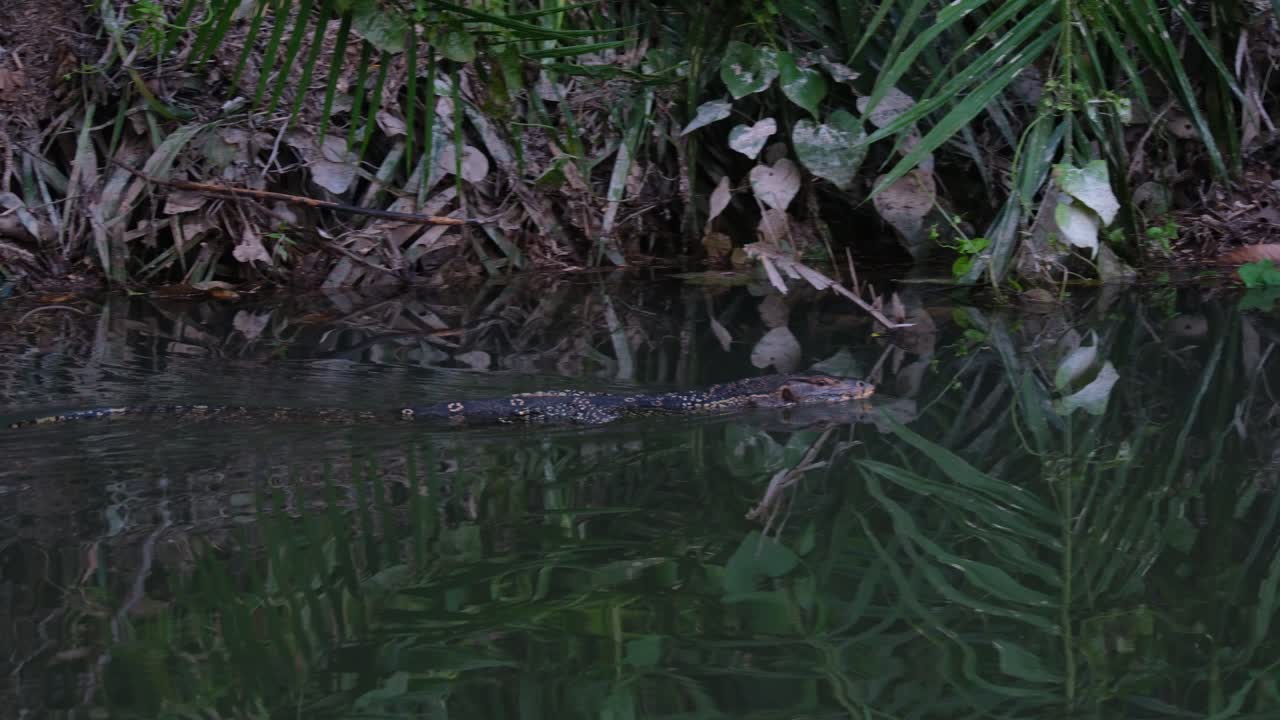 visto moviéndose hacia la derecha cerca de la orilla de un arroyo mientras busca su presa, el monitor de agua asiático varanus salvator, tailandia