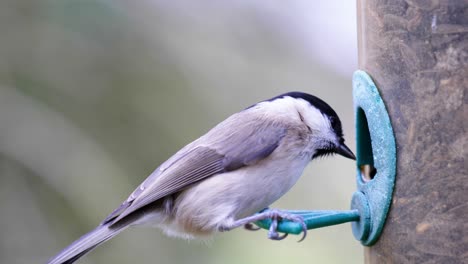 4k slow motion shot of birds landing on a bird feeder and eating seeds from up close