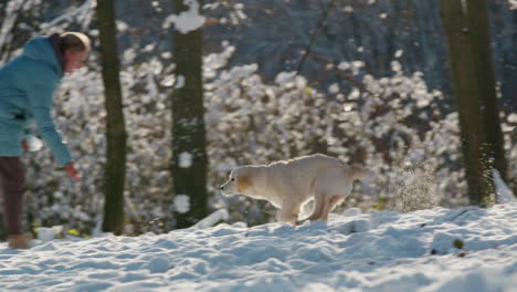 el golden retriever rápido corre a través de la nieve hacia su dueño. vídeo en 4k en cámara lenta