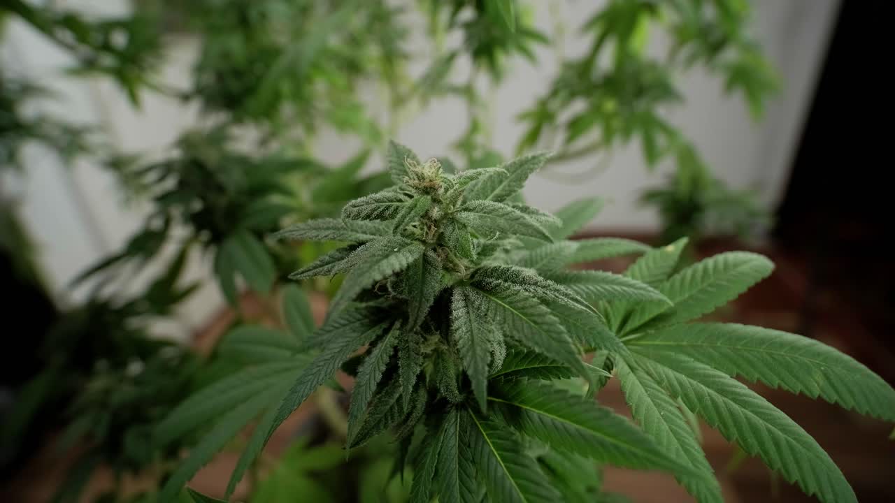 cultivo de plantas de cannabis. investigación de cannabis para su uso en medicina, recopilación de datos. investigación de aceite de cáñamo. producción de marihuana.